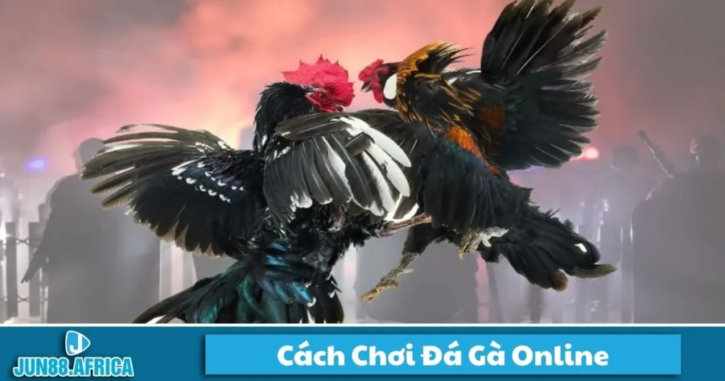 Cách Chơi Đá Gà Online JUN88 - Hướng Dẫn Cá Cược