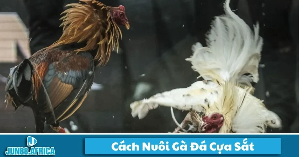 Cách Nuôi Gà Đá Cựa Sắt JUN88 - Cách Chăm Sóc Chiến Kê