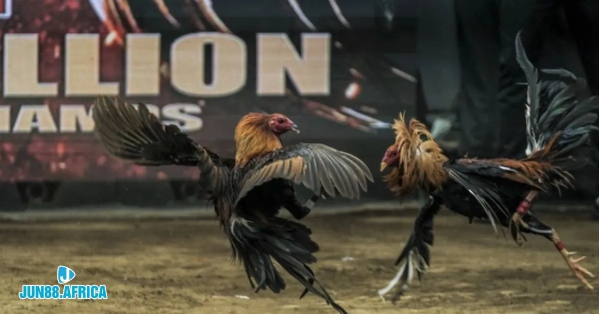 Cách Nuôi Gà Đá Cựa Sắt JUN88 - Cách Chăm Sóc Chiến Kê 4 Cách Nuôi Gà Đá Cựa Sắt JUN88 - Bài tập luyện thể lực giúp gà có đòn đánh mạnh hơn