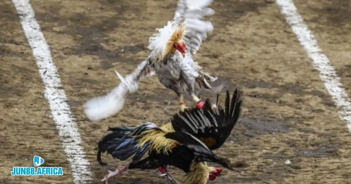 Cách Nuôi Gà Đá Cựa Sắt JUN88 - Cách Chăm Sóc Chiến Kê 3 Cách Nuôi Gà Đá Cựa Sắt JUN88 - Chế độ ăn uống và luyện tập cho gà đá cựa sắt