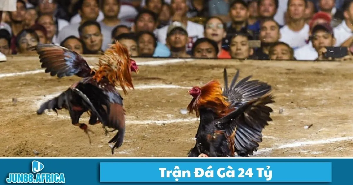 Trận Đá Gà 24 Tỷ JUN88: Sự Kiện Đình Đám Trong Làng Gà Đá 2 Trận đá gà 24 tỷ là gì? Tổng quan về trận đấu gà đắt giá nhất