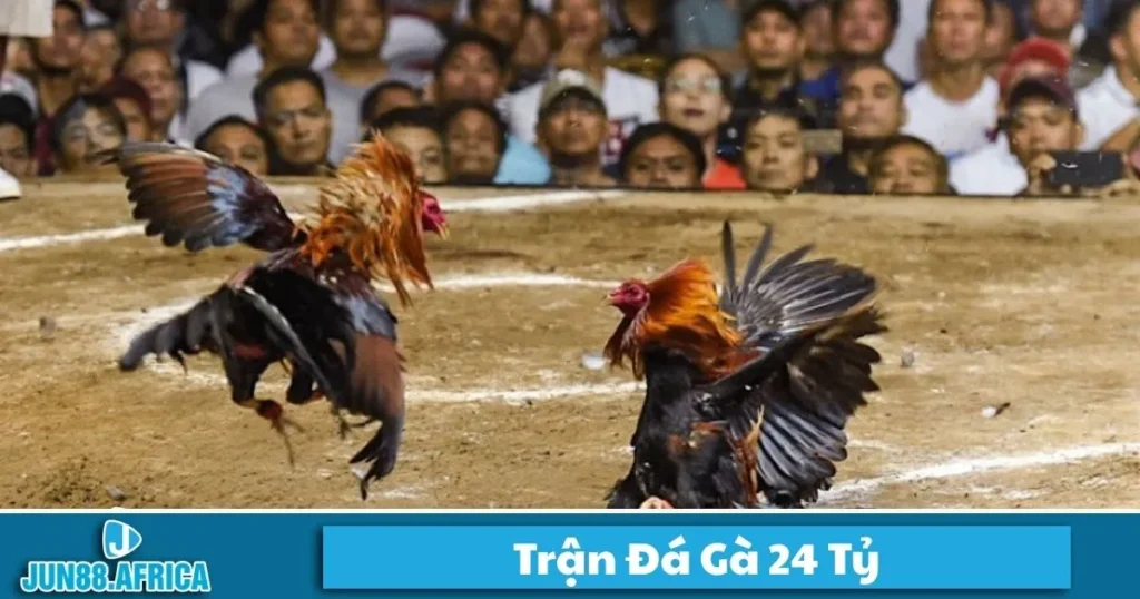 Trận Đá Gà 24 Tỷ JUN88: Sự Kiện Đình Đám Trong Làng Gà Đá