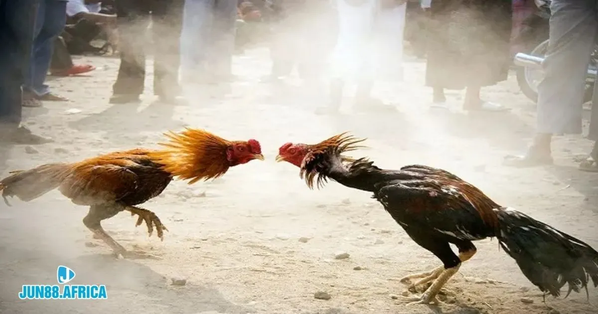 Trận Đá Gà 24 Tỷ JUN88: Sự Kiện Đình Đám Trong Làng Gà Đá 4 Trận Đá Gà 24 Tỷ JUN88: Cách đặt cược vào trận đá gà lớn để tối ưu lợi nhuận