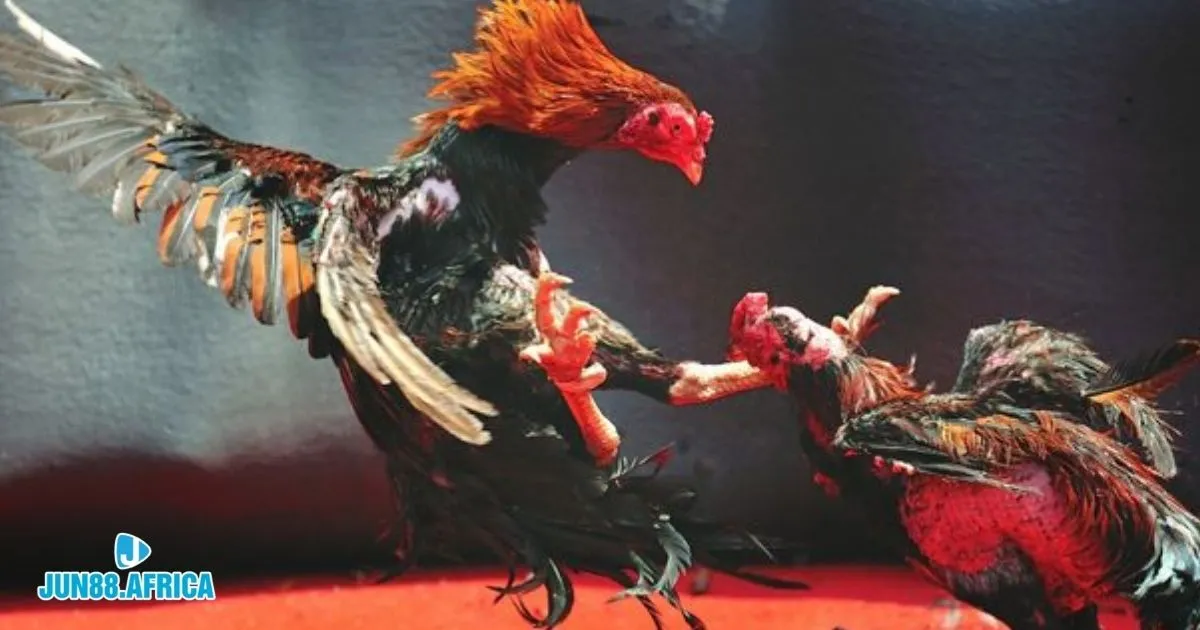 Trận Đá Gà 24 Tỷ JUN88: Sự Kiện Đình Đám Trong Làng Gà Đá 3 Kinh nghiệm chọn gà chiến đấu và phân tích tỷ lệ thắng