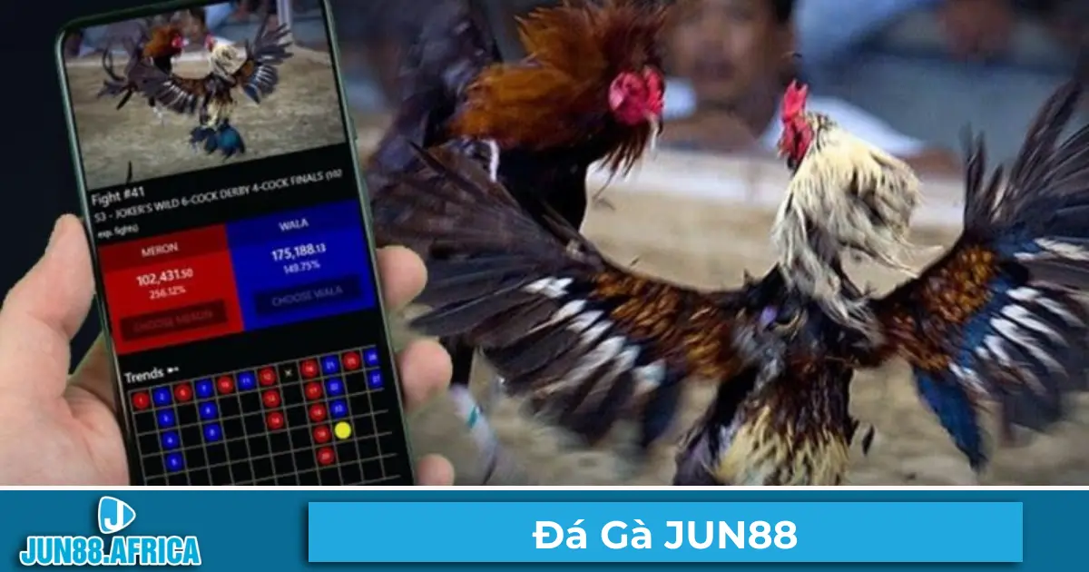 Các Trận Đá Gà Được Yêu Thích Nhất Tại JUN88