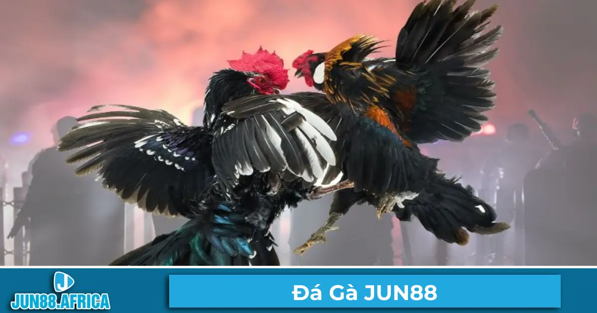 Đá gà Thomo – Giải đấu hàng đầu với chiến kê đẳng cấp