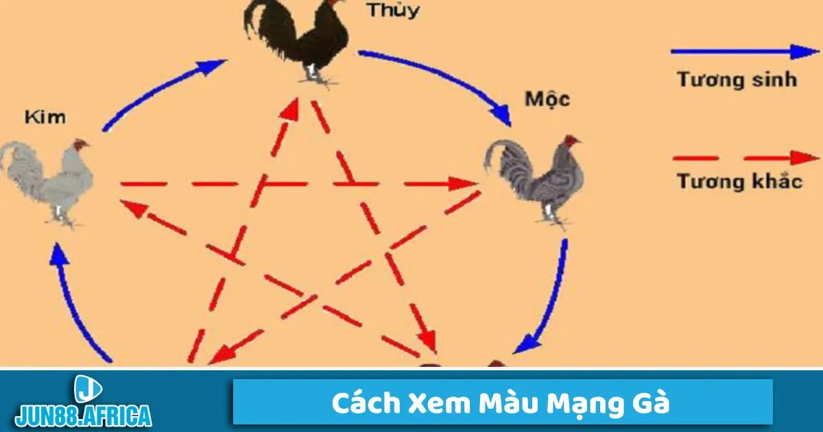 Cách Xem Màu Mạng Gà Tại Jun88 – Bí Quyết Soi Giống Chuẩn 2 Kết hợp giữa màu mạng của gà và lịch âm dương