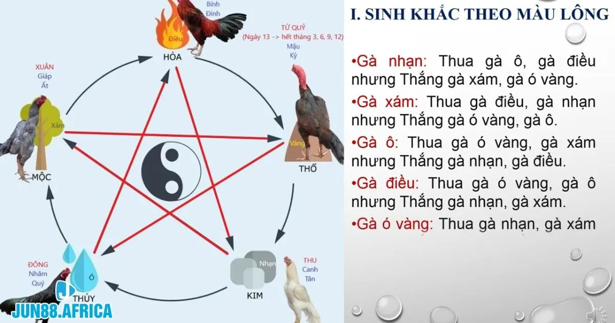 Cách Xem Màu Mạng Gà Tại Jun88 – Bí Quyết Soi Giống Chuẩn 4 Hợp nhất yếu tố mệnh chiến kê và màu mạng