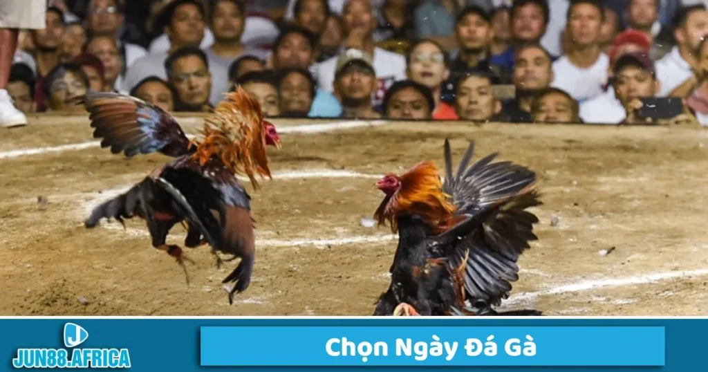Hướng dẫn chọn ngày đá
