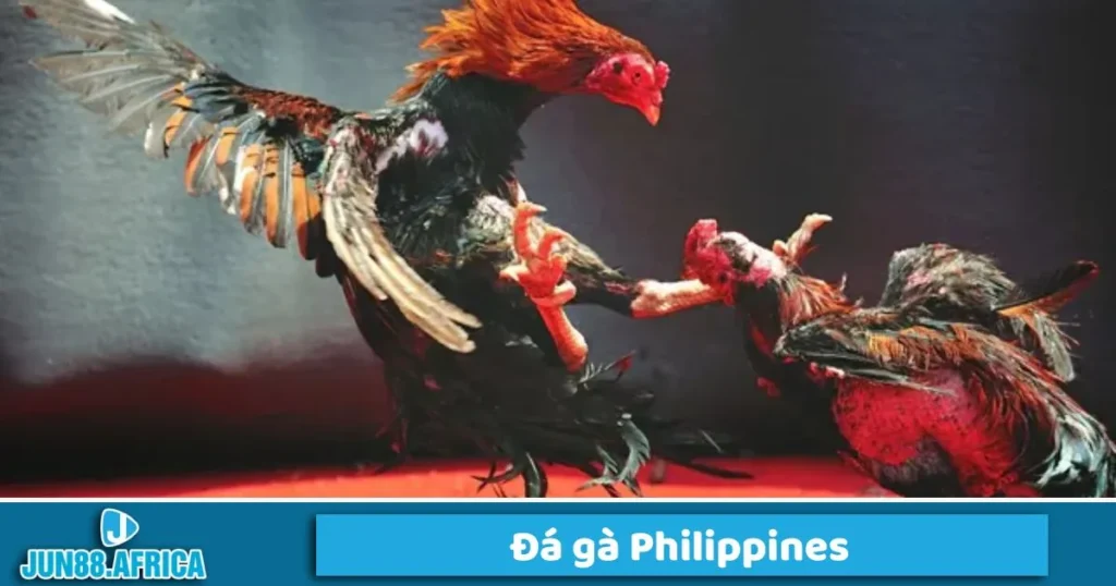 Đá gà Philippines là gì?