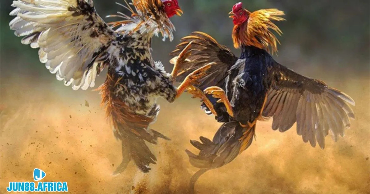 Gà cựa dao là loại gà chiến sở hữu cựa dài