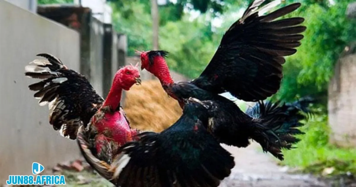 Luôn theo dõi trận đấu