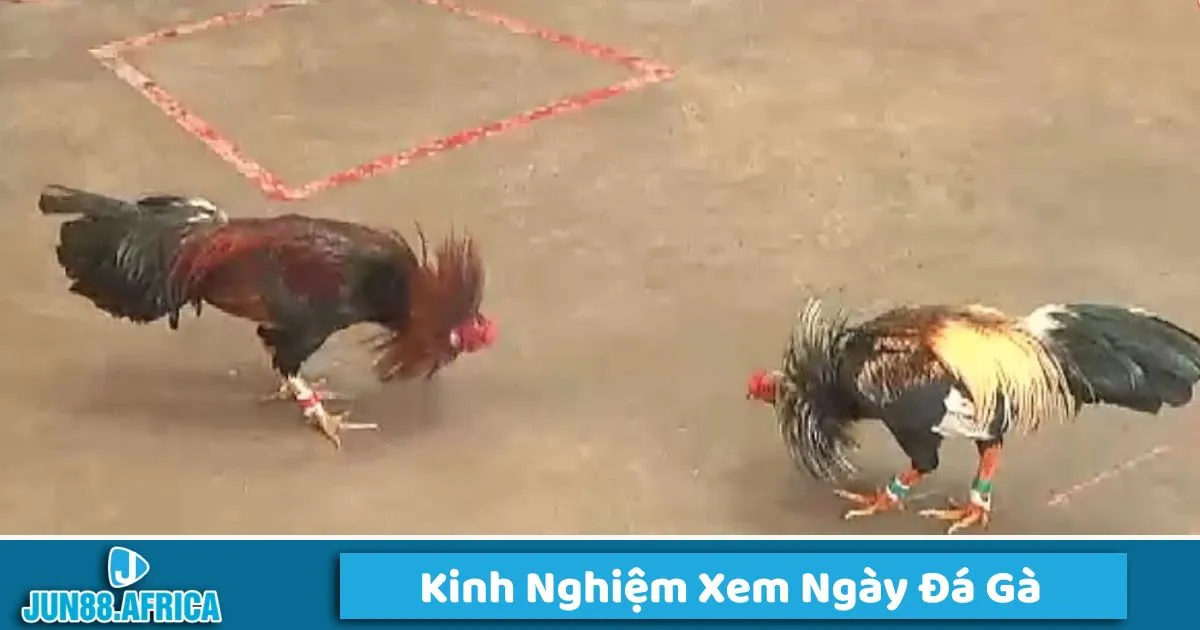 Chiến thuật của gà hoặc tâm lý người chơi